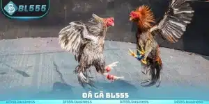 Đá Gà BL555